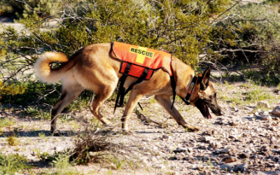 image for Search and Rescue Dogs